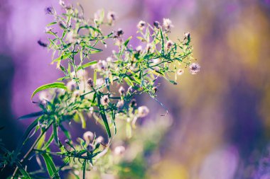 Güzel peri pembe beyaz küçük çiçekler renkli rüya gibi sihirli yeşil mavi mor bulanık arka plan, yumuşak seçici odak, makro closeup doğa görüntü boşaltmak metin için
