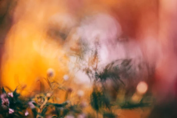 Hermosa hada colorida magia de ensueño amarillo flor roja fondo borroso, tonificado con filtros de instagram, macro primer plano imagen de la naturaleza de la tarjeta de papel pintado, con espacio de copia para el texto . — Foto de Stock