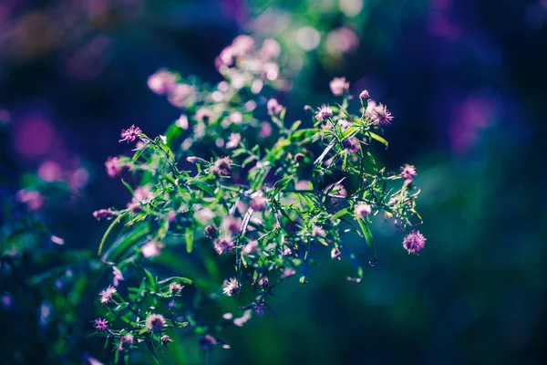 Bella fata rosa bianco piccoli fiori su colorato sognante magia verde blu viola sfondo sfocato, soft focus selettivo, macro primo piano immagine della natura girato, copyspace per il testo — Foto Stock