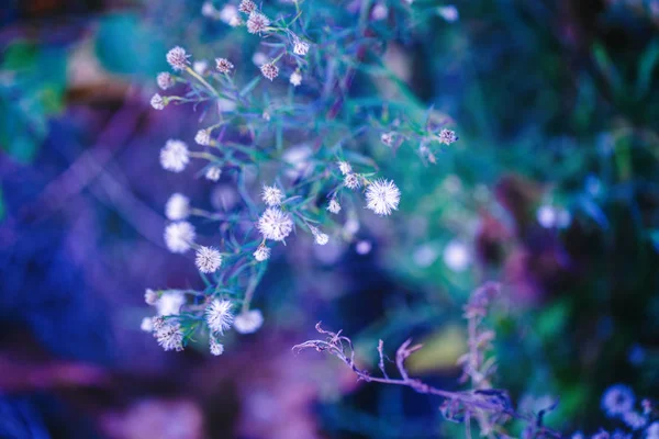 Hermosas flores pequeñas de color rosa de hadas sobre colorido soñador magia verde azul púrpura fondo borroso, enfoque selectivo suave, macro primer plano imagen de la naturaleza, copyspace para el texto — Foto de Stock