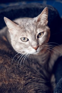  tekir kedi evde beslenen hayvan