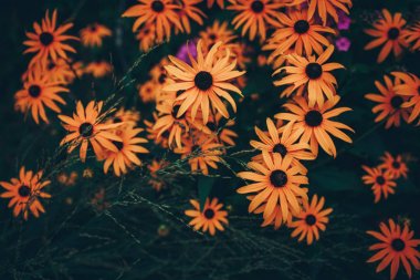  sihirli sarı çiçek