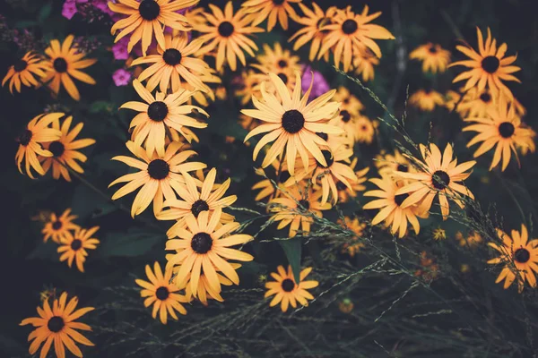 Magiska gula blommor — Stockfoto