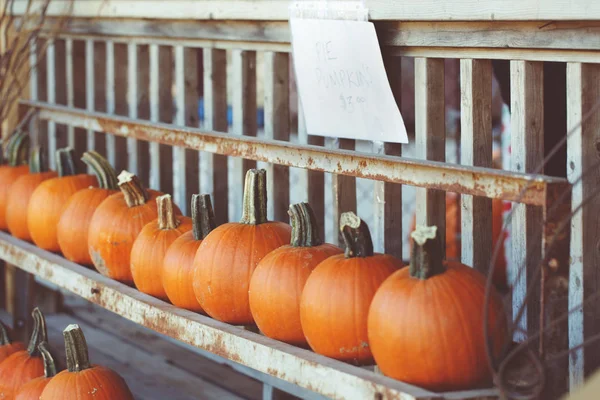 Concepto de Halloween y Acción de Gracias —  Fotos de Stock