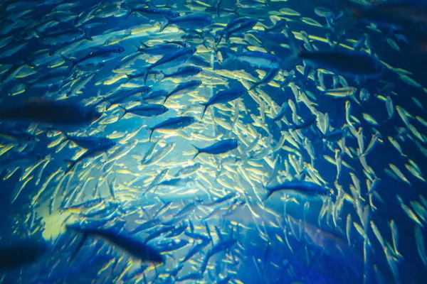 Кольцо красно-жёлтых тропических рыб в голубой воде — стоковое фото