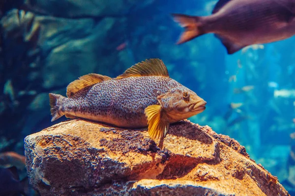 En röd gul stor fisk i blått vatten — Stockfoto