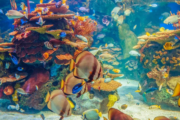 Banyak ikan tropis kuning merah dalam air biru — Stok Foto