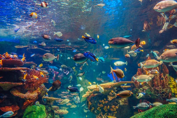 Banyak ikan tropis kuning merah dalam air biru — Stok Foto