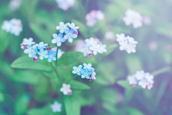 Piccoli fiori blu forget-me-not — Foto Stock