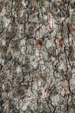  eski vintage ahşap arka plan doku