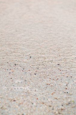 deniz kabuklarını gri kum plaj