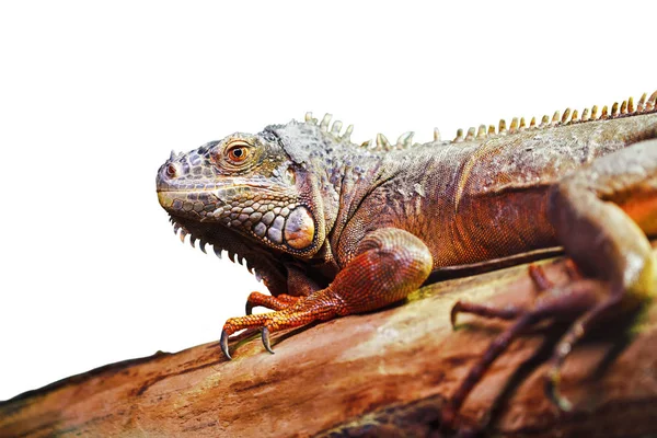 Amerikanska gemensamma iguana — Stockfoto