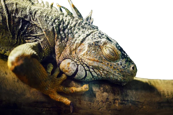 Amerikanska gemensamma iguana — Stockfoto
