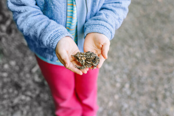 Child hands holding frog 