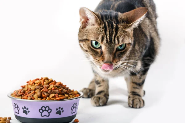 Gato com grânulos de alimentos secos — Fotografia de Stock