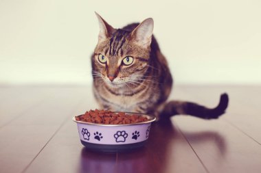 Kuru gıda granül yeme kedi