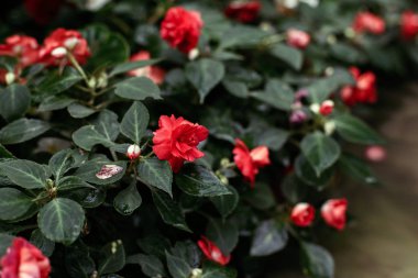 Kırmızı koyu kırmızı çiçekler