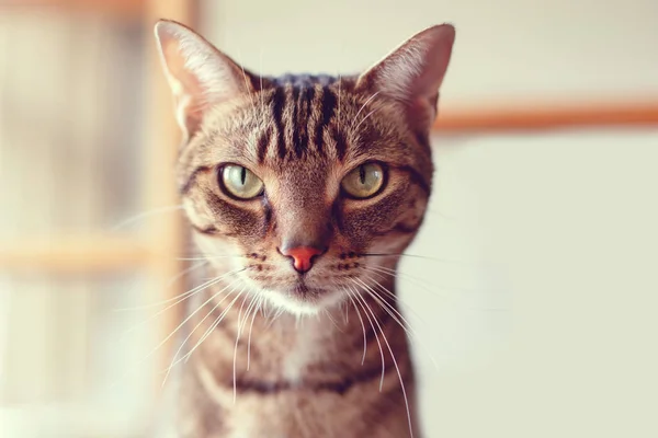Adorable tabby cat — Stock Photo, Image