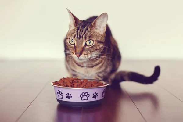 Chat mangeant des granulés alimentaires secs — Photo