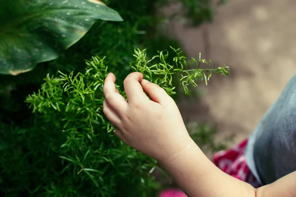 Рука дитини торкається зеленої рослини — стокове фото