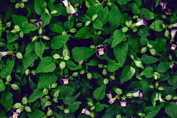 Kwiaty fioletowe bluewings torenia — Zdjęcie stockowe