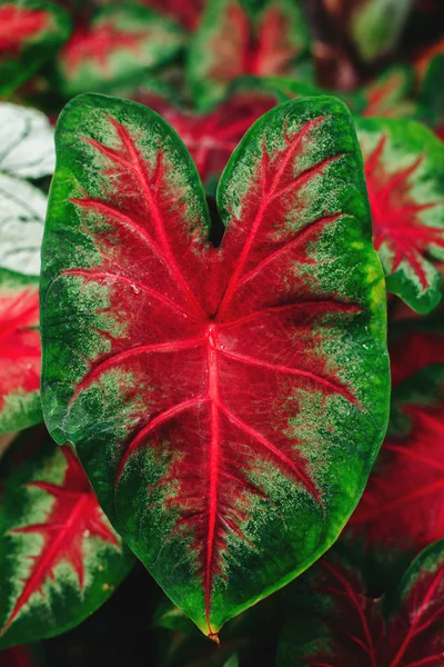 Hjärtformade calladium blad — Stockfoto
