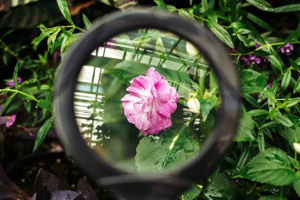 Pink flower through magnifying glass — Stock Photo, Image