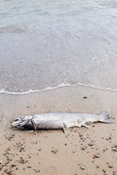 ปลาหมอผีปลาแซลมอนตาย นอนอยู่บนชายฝั่งทะเลสาบหลังจากน้ําลายไหล — ภาพถ่ายสต็อก