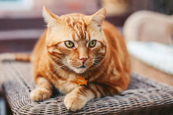 Closeup Portrait Cute Adorable Tabby Red Ginger Cat Stripes Yellow — Stock Photo, Image