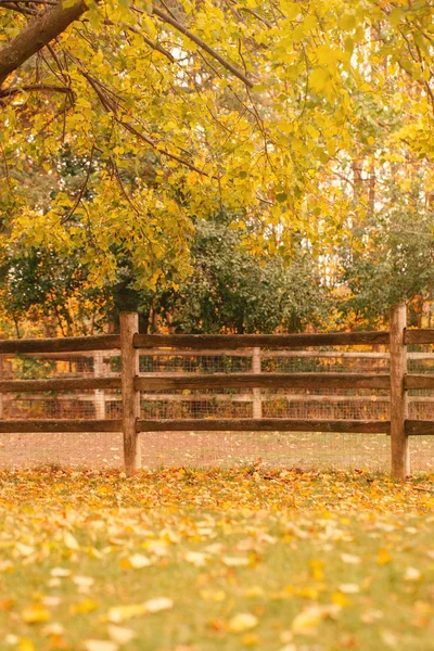 Abandoned empty autumn fall park forest with colorful yellow green leaves on trees and wooden fence. Beautiful autumnal season outdoor. Copyspace background for text.