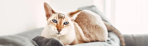 Gato Oriental Olhos Azuis Deitado Sofá Sofá Olhando Para Câmera — Fotografia de Stock