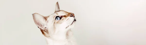Kucing Oriental Bermata Biru Melihat Atas Berbulu Halus Hewan Peliharaan Stok Foto Bebas Royalti