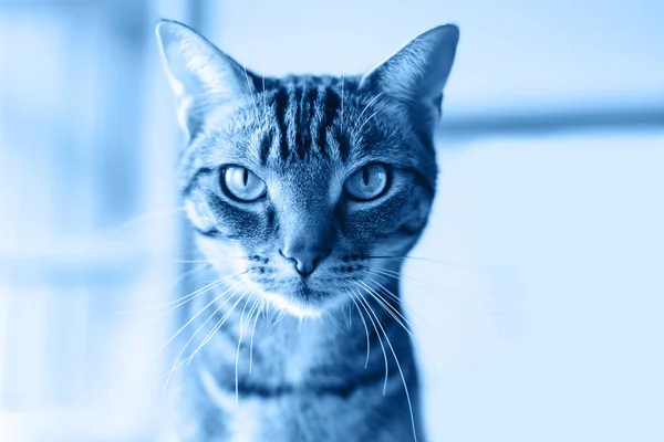 Closeup of cute adorable tabby cat head face with stripes and whiskers. Toned with trend 2020 blue dark classic color shades. Domestic pet indoor at home. Monochrome photo of animal.