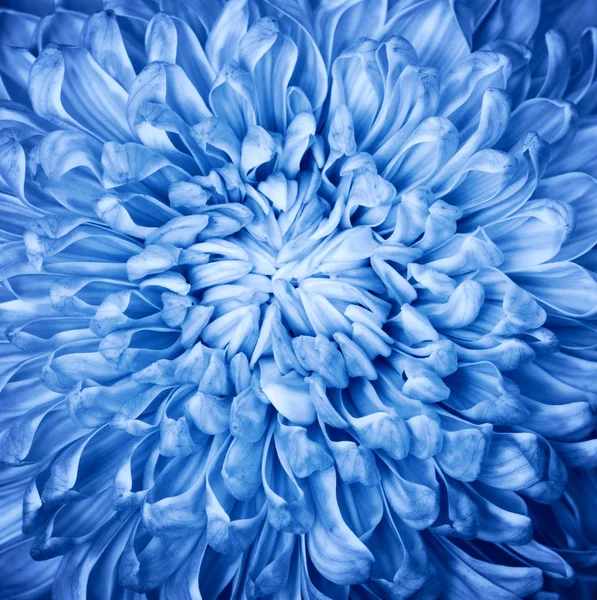 Bright beautiful dark classic blue aster flower. Closeup macro of natural floral petal background backdrop wallpaper. Toned with trendy 2020 year blue color filters. — Stock Photo, Image
