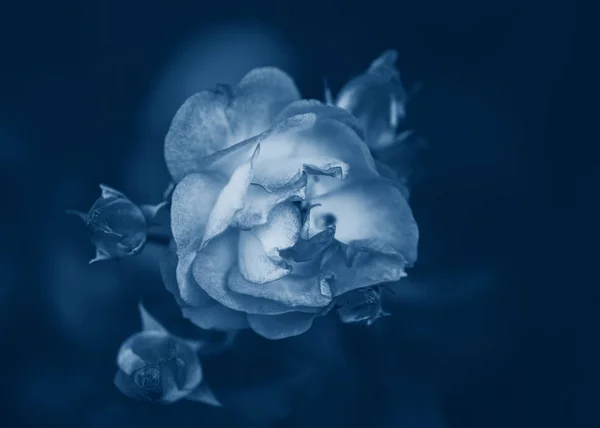 美丽的仙女梦幻般的玫瑰花缀在褪了色的模糊的背景图上 — 图库照片