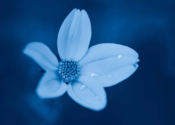 Bella fata sognante fiore magico con gocce d'acqua sulle foglie o — Foto Stock
