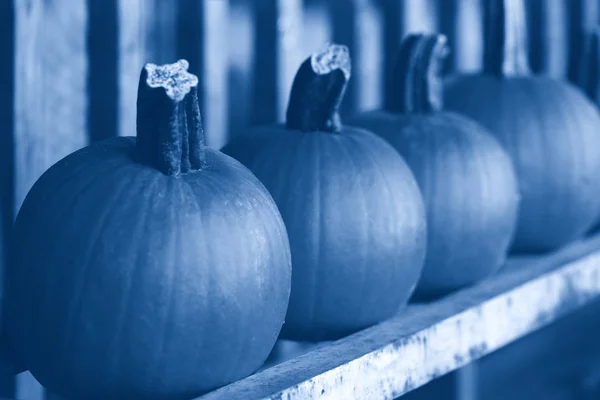 Frische Erntekürbisse im Regal auf dem Bauernmarkt. halloween und th — Stockfoto