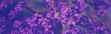 Beautiful fairy dreamy magic purple violet blue heliotropium arb clipart