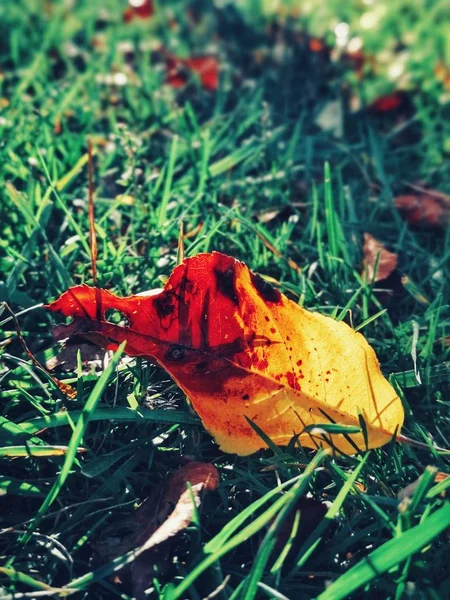 Beautiful old aged withered yellow orange red autumn leaves lyin — Stock Photo, Image