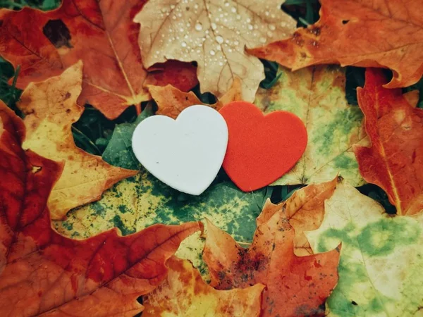 Dos pequeños corazones rojos rosados de la espuma que mienten en tierra en otoño re del otoño —  Fotos de Stock
