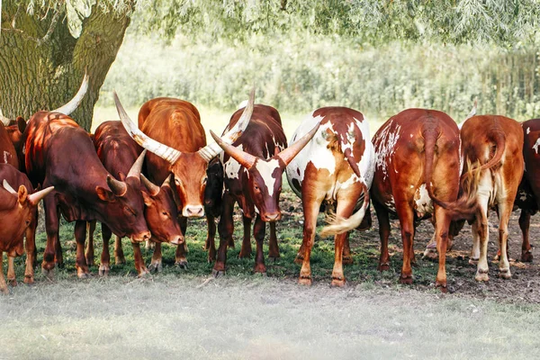 Grupo rebanho de vacas touros Ankole-Watusi comer grama ao ar livre no prado. Muitos boi selvagem com chifres grandes em pé descansando na sombra do lado de fora no dia de verão . — Fotografia de Stock