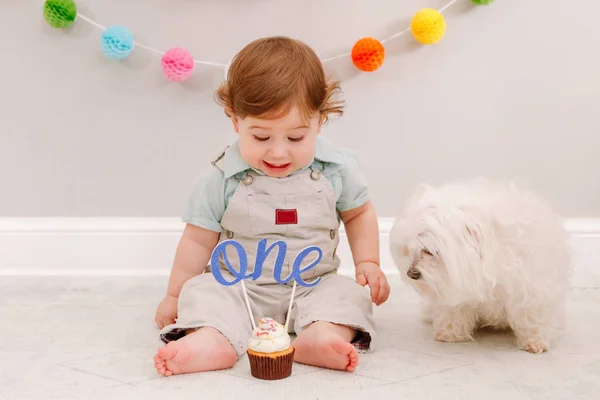 Happy surprised cute Caucasian baby boy celebrating his first birthday at home. Child kid sitting on floor with pet dog. Tasty cupcake dessert with cake topper word one. Happy birthday concept.
