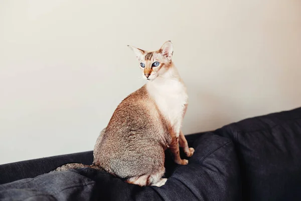 Bonito Colorpoint Azul Olhos Orientais Raça Gato Sentado Sofá Sofá — Fotografia de Stock