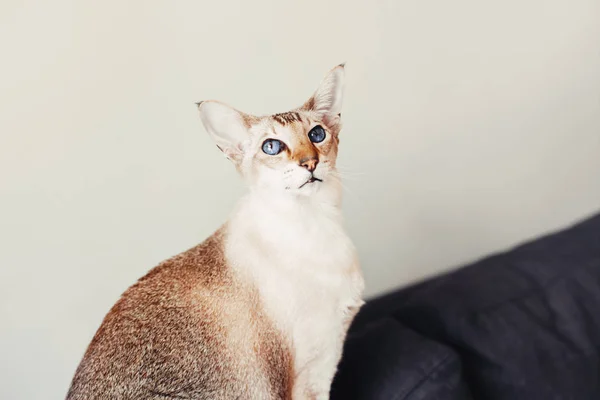 Όμορφη Colorpoint Μπλε Eyed Ανατολίτικη Γάτα Φυλής Κάθεται Στον Καναπέ — Φωτογραφία Αρχείου