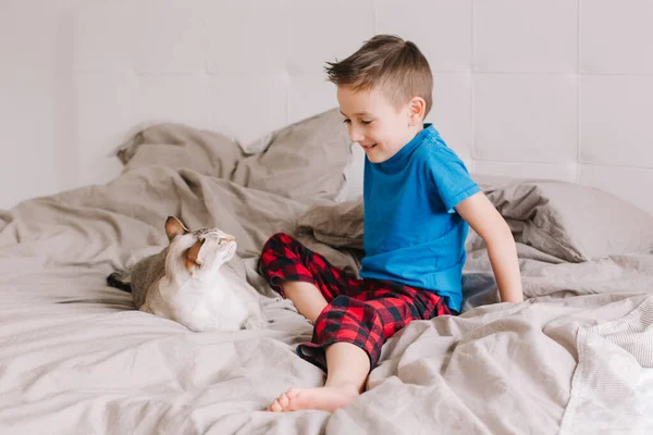 白种人学龄前男孩的肖像坐在床上的卧室在家里 抚摸着东方点色的猫 儿童与家毛猫科动物 可爱坦率的童年时刻 — 图库照片
