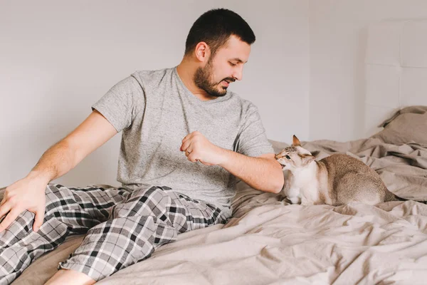 Caucasian man playing with cat. Angry furious cat biting scratching owner master hand. Guy lying on bed at home with oriental cat. Pet owner with domestic animal.