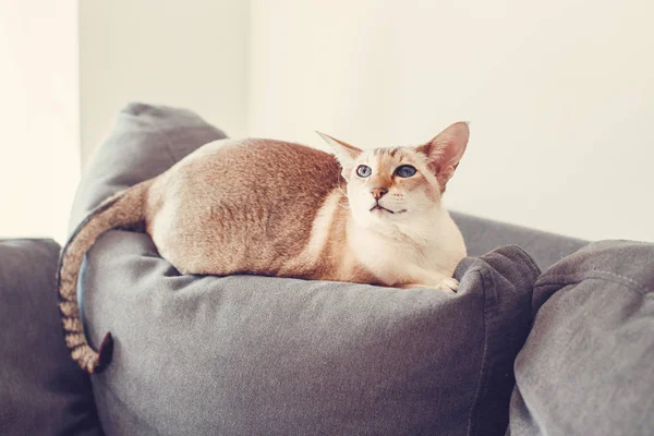 แมวสายพ ตะว นออกตาส สวยงามนอนบนโซฟาท มองไปท ยงในบ านขนป ตาส อนคลายในร กขนส รูปภาพสต็อก