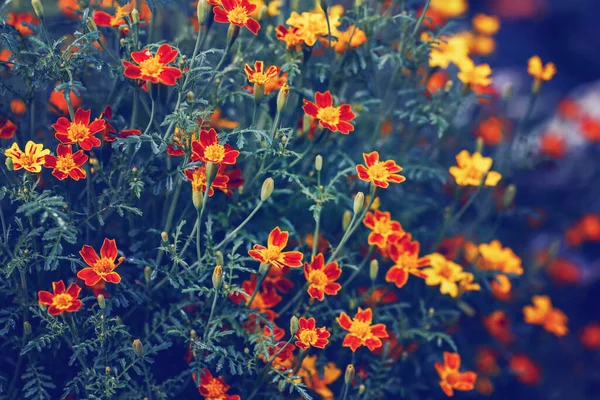 Belle Fée Magique Rêveuse Jaune Rouge Souci Marietta Fleurs Floral — Photo