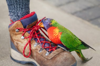 Lorikeet papağanı insan bacağının üzerinde oturuyor ve ayakkabı bağcıklarını gagalıyor. Evin sahibiyle evcil hayvanın iletişim kurması komik. Vahşi tropik hayvan kuşu. Vahşi yaşamın güzelliği.. 