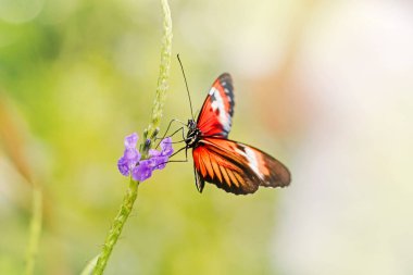 Heliconius Melpomene Kelebeği 'nin yakın çekim makrosu. Bahçedeki parkta yeşil yaprağın üzerinde oturan vahşi kırmızı turuncu böcek hayvanı. Doğal ortamında yaygın postacı kelebek türü.
